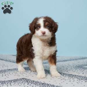 Darcy, Mini Aussiedoodle Puppy